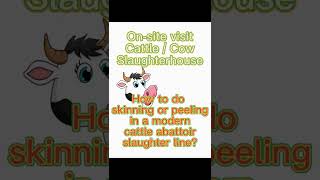 How to do skinning or peeling process in cattle abattoir slaughter line onsite visit slaughterhouse [upl. by Ipoillak623]