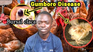 Gumboro Disease in CHICKENSwhat to look for [upl. by Dyanne]