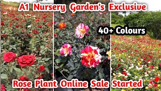 Exclusive Fresh Rose Plants For Online Sale  A1 Nursery Garden  Tamilnadu [upl. by Hukill88]