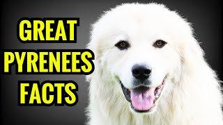 13 Amazing Facts About Great Pyrenees [upl. by Lindon]