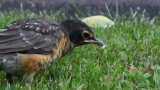 Robin Rescue A Documentary Part Five  by Mike Franzman [upl. by Aneeras]