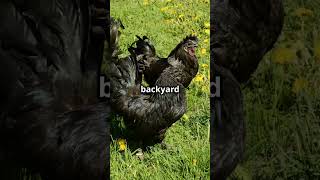 Ayam Cemani Chickens chickenfacts chickens ayamcemani backyardchickens [upl. by Daugherty761]