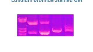 Mechanism of Interaction of Ethidium Bromide EtBr with DNA [upl. by Micheal732]