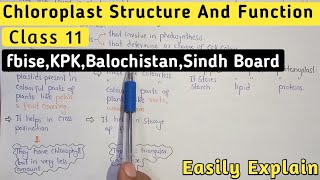 Chromoplast  Leucoplast Structure And Functions [upl. by Anilatac]