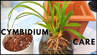 Cymbidium Treatment Day  Bringing Outdoor Orchids Inside Spider Mite Treatment amp SemiHydro Update [upl. by Amaleta]