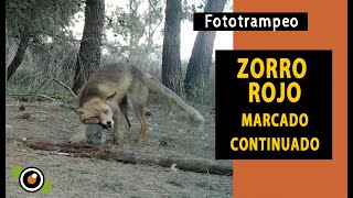 FOTOTRAMPEO Zorro rojo Vulpes vulpes realizando un marcado continuado en una roca Bolyguard 2060 [upl. by Quitt]