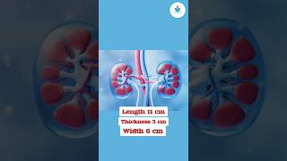 human kidney structure and function [upl. by Locin]