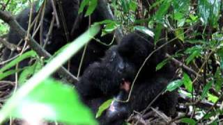 Gorilla Loses Hand to Poachers Snare [upl. by Gans]