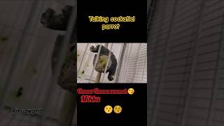 മിക്കു കുട്ടൻ 🐥 Talking parrot birds viralshorts parrot funny 😍 [upl. by Yrolg]