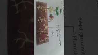 study video seed germination process [upl. by Kali859]