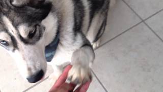 Husky Siberian de 10 meses  Doux  ENTRENAMIENTO QUIETO y ACUDIR AL LLAMADO [upl. by Euqinehs]