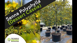 Senna Polyphylla Desert Cassia [upl. by Athal]