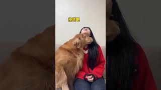 shortvideo pets goldenretr funnyanimals funnycreatures ll funny goldenretri funnypets [upl. by Ledairam]