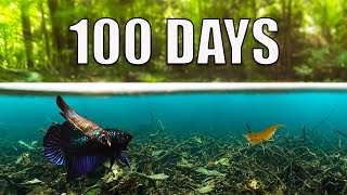 I Built a Swamp Forest Ecosystem 100 day evolution [upl. by Meares]