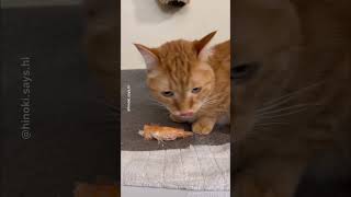 ASMR cat eating shrimp ⚠️ shrimp shell can be a choking hazard to cat asmr orangecat hinokisayshi [upl. by Enelrahs]