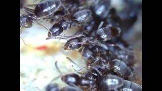 Odorous House Ants Feeding [upl. by Emirej685]