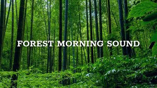 Relaxing Bird Songs  24 Hours  Sounds of Nature [upl. by Nyladnarb]