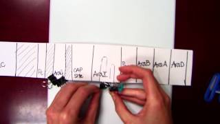 Arabinose operon [upl. by Stutzman]