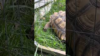 Snack time for Bronx our sulcata tortoise [upl. by Odab]