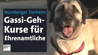 Große TierheimHunde GassiGehKurse für Ehrenamtliche  BR24 [upl. by Adala663]