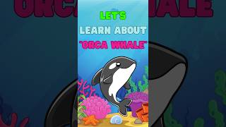 Lets Learn About Orca Whale [upl. by Merow]