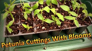 Propagating Petunia Cuttings in August and Overwintering Them Part 1 Rooting Cuttings with Blooms [upl. by Combes]