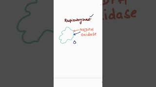 Respiratory burst  Neutrophils  Phagocytes  H2O2  NADPH oxidase  biology neet [upl. by Lyred]