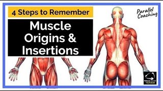 4 Steps to Remember Muscle Origins and Insertions [upl. by Loveridge523]