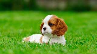 Cavalier King Charles Spaniel 101 Meet the Royalty of Dogs [upl. by Eednar554]