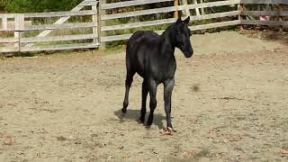 Remmington Weanling Blue Roan Colt on sale for 5500 if sold by Christmas 2024 [upl. by Acinoryt461]