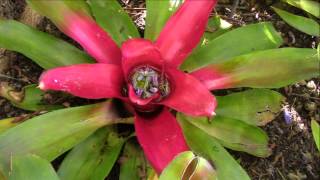 Bromeliad Impressions Planta Brutt Video 7 [upl. by Nomelihp204]