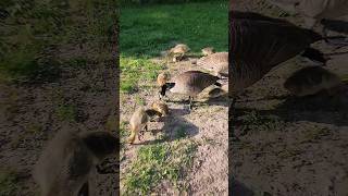 Canadian Geese with cute goslings babies cute birds [upl. by Rawley]