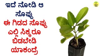 ಕಾಡು ಬಸಳೆ ಸೊಪ್ಪಿನ ಉಪಯೋಗಗಳು  Kadu Basale Soppu uses in Kannada [upl. by Akehs]