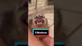 Top 3 BEST Monkey Breeds to own as pets spidermonkey fingermonkey capuchinmonkey petmonkey [upl. by Roos]