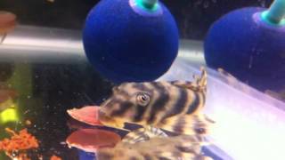 L015 Candy Stripe Pleco [upl. by Ok]