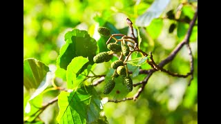 Growing Alder from seed Alnus [upl. by Llehsram573]