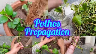 Pothos Care  Propagation of Money Plant in water and Soil pothos [upl. by Nilrak]