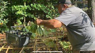 Harvesting My Cushaw Squash amp Prepping For Fall Gardening [upl. by Puna208]