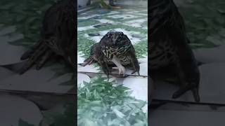 🐸 My 5Legged Frog Takes a Break in the Yard frog [upl. by Aihsetel]