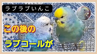 仲良し過ぎたインコのイチャイチャは､まるで人間のようでした [upl. by Irihs]