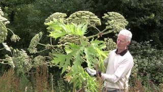 Video identification of Giant Hogweed [upl. by Connett170]