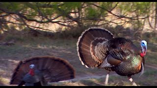 Rio Grande Turkeys in Texas [upl. by Gershon470]