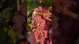 RED GLOBE ÜZÜM BAĞI  SOFRALIK ÜZÜM farm harvest garden hasat fruit grape üzüm vineyard [upl. by Aym803]