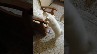 🐾😅😁😊❤️ youtubeshort doglover milkies cuteanimal cute milky shorts cutepet puppy funny [upl. by Akihc]