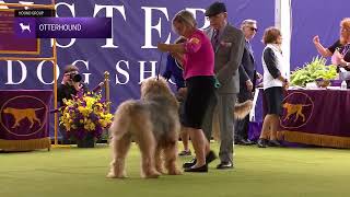 Otterhounds  Breed Judging 2024 [upl. by Laband]