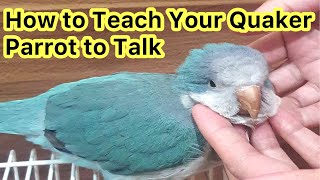 How to Teach Your Quaker Parrot to Talk  Talking Parrot parrots [upl. by Euqinommod318]