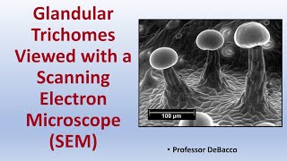 Glandular Trichomes Viewed with a Scanning Electron Microscope SEM [upl. by Bonilla]