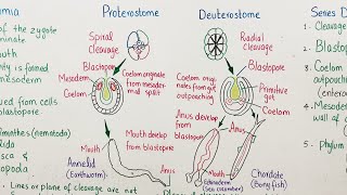 protostome vs deuterostome [upl. by Legnaesoj929]