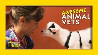 So You Want To Be a Vet  Awesome Animal Vets [upl. by Ahsihat]