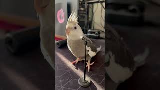 Meet Hendryx The illest cockatiel and studio manager birds rescue shorts subscribe pets [upl. by Yttam998]